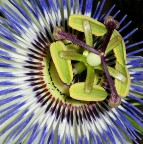 *** Drone da giardino ***