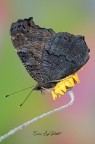 Aglais io (Linneaus, 1758) Aglais io (Linneaus, 1758)