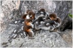 Mucchio selvaggio 1- piccoli Smerghi maggiori Mucchio selvaggio 1- piccoli Smerghi maggiori