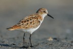 Gambecchio-comune_Calidris-minuta_DSC3195