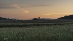 Spine di grano all'alba 1 Spine di grano all'alba 1