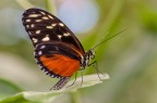 Farfalla nero arancione Farfalla nero arancione
