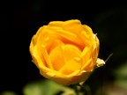 rosellina rosellina