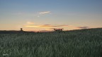 Spighe di grano all'alba 2 Spighe di grano all'alba 2