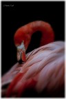 PHOENICOPTERUS RUBER PHOENICOPTERUS RUBER