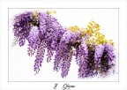 Il glicine Il glicine