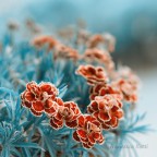 flora flora