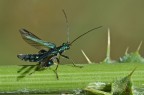 Oedemera virescens