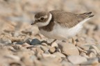 Corriere grosso (Charadrius hiaticula) Corriere grosso (Charadrius hiaticula)