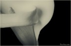 L'eleganza della calla L'eleganza della calla