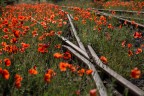 incroci e papaveri incroci e papaveri