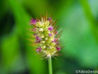 Macro Macro