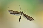 Falena pentadactyla Falena pentadactyla