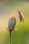 | Bombylius | | Bombylius |