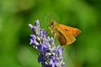 Ochlodes venatus Ochlodes venatus