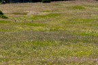 Prato Sant'Orso Prato Sant'Orso