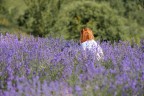 Rosso nella lavanda Rosso nella lavanda