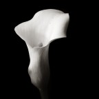 Calla Calla