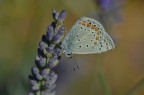 Licenide su lavanda Licenide su lavanda