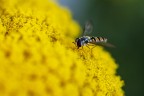 Sul giallo Sul giallo