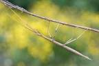 | Stick | | Stick |