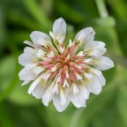 Fiore di Trifoglio bianco