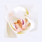 Orchidea Orchidea