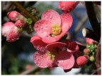 Primavera Primavera