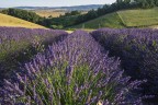 Lavanda.. Lavanda..