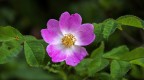 Rosa canina Rosa canina