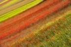 Explosion of colors Explosion of colors