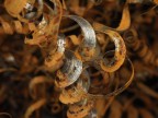 Riccioli Riccioli