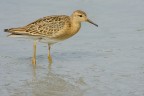 Combattente (Philomachus pugnax) Combattente (Philomachus pugnax)