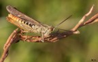 Chorthippus brunneus Chorthippus brunneus