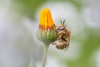 | Sleeping bee | | Sleeping bee |