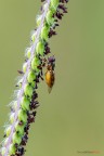 Mosca! Mosca!