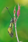 Non si è mai soli_libelloides lacteus_DSC0359 Non si è mai soli_libelloides lacteus_DSC0359