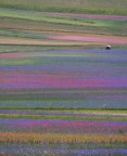 Non ero mai stata a Castelluccio prima, ma vedendo il web invaso da foto delle fioriture ho pensato che fosse un luogo per me ideale per scattare, visto che amo i colori. La sfida � stata fare uno scatto abbastanza originale e questo � quello che forse pi� rispecchia la mia personalit�: ecco il mio Castelluccio impressionista.