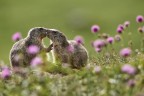Le giovani marmotte Le giovani marmotte