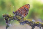 melitaea Didyma1 melitaea Didyma1