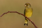 Verdone (Chloris chloris) Verdone (Chloris chloris)