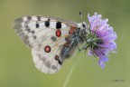 Parnassius-apollo_DSC1090