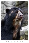 Orso andino Orso andino