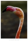 Flamingo Portrait Flamingo Portrait