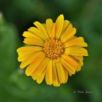 Calendula