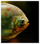 Meraviglia subacquea 3