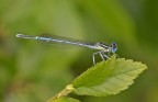 Ischnura elegans Ischnura elegans