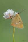 Lycaena virgaureae_DSC1087