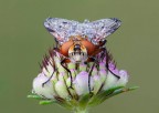 Ectophasia sp Ectophasia sp