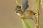 Beccamoschino (Cisticola juncidis)